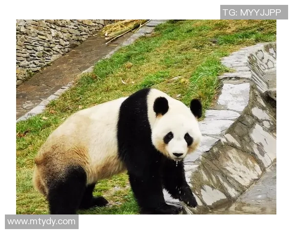 黑白交融：熊猫体育如何在内容深度与大众趣味中找到完美平衡