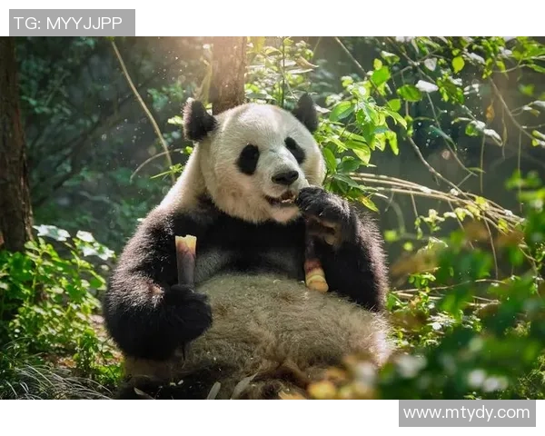 黑白之道：熊猫体育如何在内容深度与大众趣味中找到完美平衡